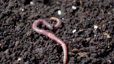 A large beautiful earthworm crawls on the black ground close-up