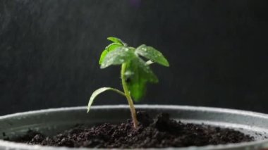 Growing tomatoes from seeds, step by step. Step 10 - watering the seedling in a pot