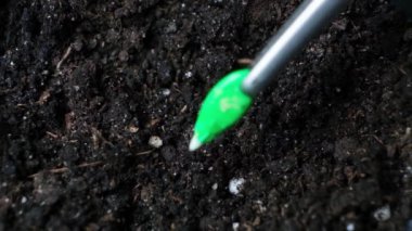 Growing cucumbers from seeds. Step 3 - Planting seeds in the soil.