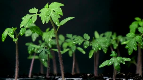 Growing Tomatoes Seeds Step Step Step Sprouts Have Grown — Stockvideo