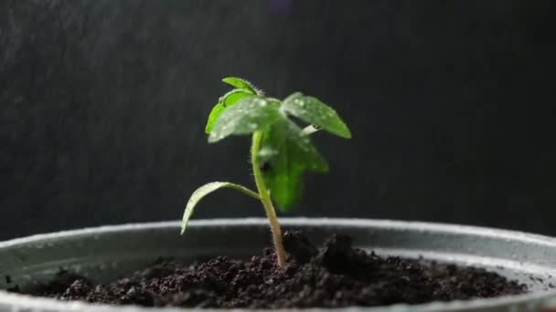 Καλλιέργεια Τομάτας Από Σπόρους Βήμα Προς Βήμα Βήμα Πότισμα Του — Αρχείο Βίντεο