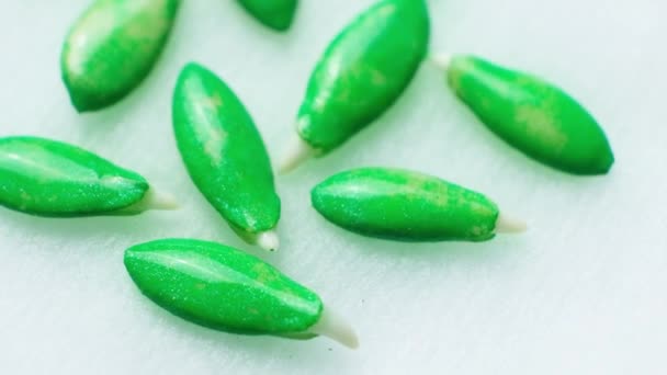 Growing Cucumbers Seeds Step Seeds Have Sprouted — Stockvideo