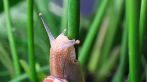 Snail Helix Pomatia Crawls Stem Plant Forest — Stockvideo