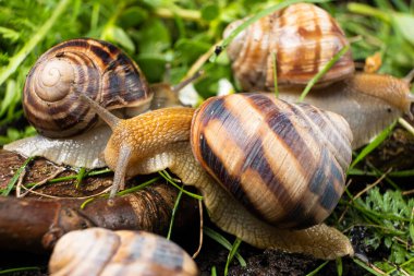 Lots of large grape garden snails Helix pomatia live in the forest on the grass