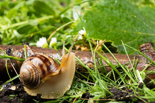 Helix Pomatia Large Grape Snail Leisurely Crawls Grass — Stockfoto