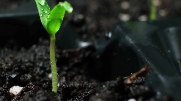 Growing Peppers Seeds Step First Sprout — Vídeo de Stock