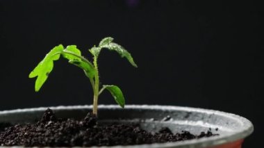 Growing tomatoes from seeds, step by step. Step 10 - planting seedlings