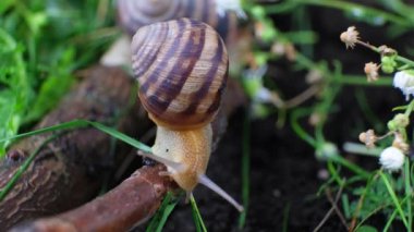 Beautiful big snail crawling along a branch in a summer forest, macro video.