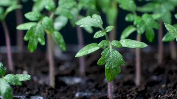 Growing Tomatoes Seeds Step Step Step Watering Grown Sprouts — Vídeo de stock
