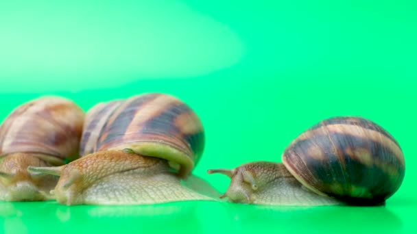 三只螺旋形的波马提亚蜗牛在绿色的背景上爬行 移动着触角 — 图库视频影像