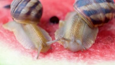 İki güzel sarmal pomatia salyangozu karpuz yer.
