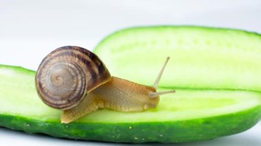Büyük bir Roma salyangoz salyangozu olan Helix Pomatia bir salatalığa oturur ve onu yer.