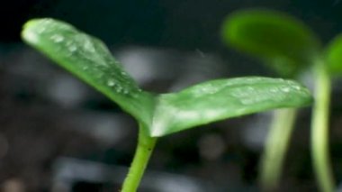 Growing cucumbers from seeds. Step 4 - watering the sprouts