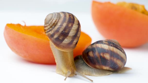 Deux Grosses Hélices Pomatia Escargots Raisin Tranches Abricot Sur Fond — Video
