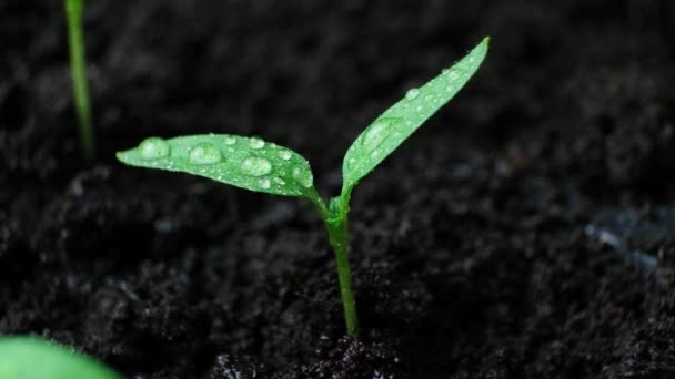 Cultivar Pimientos Semillas Paso Regar Los Brotes Cultivados — Vídeos de Stock