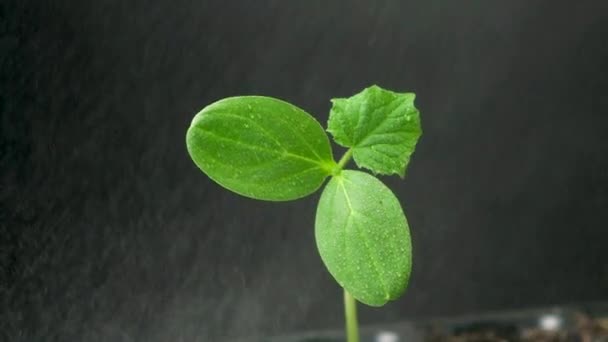 Tohumlardan Salatalık Yetiştiriyorlar Beşinci Adım Filiz Büyüdü Üçüncü Yaprağın Görünümü — Stok video