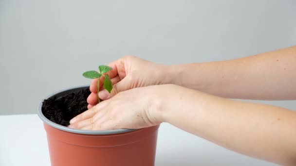 Pěstování Okurek Semen Krok Výsadba Sazenic — Stock video