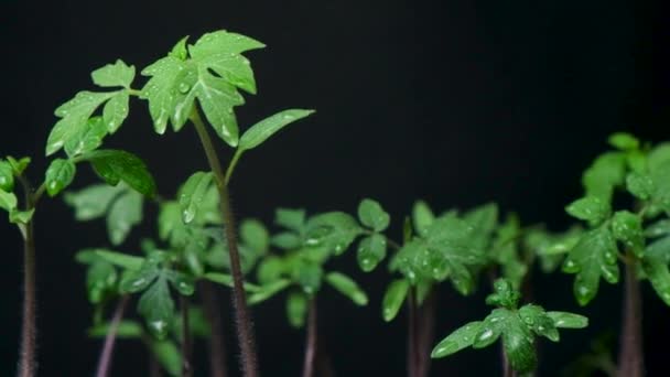 Growing Tomatoes Seeds Step Step Step Sprouts Have Grown — Video Stock