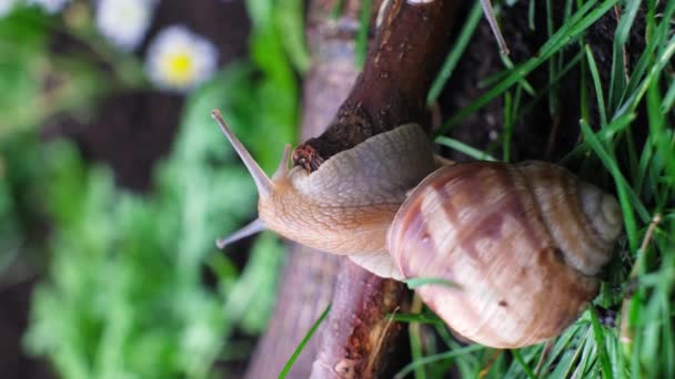 Grand Escargot Des Raisins Helix Pomatia Rampe Sur Une Branche — Video