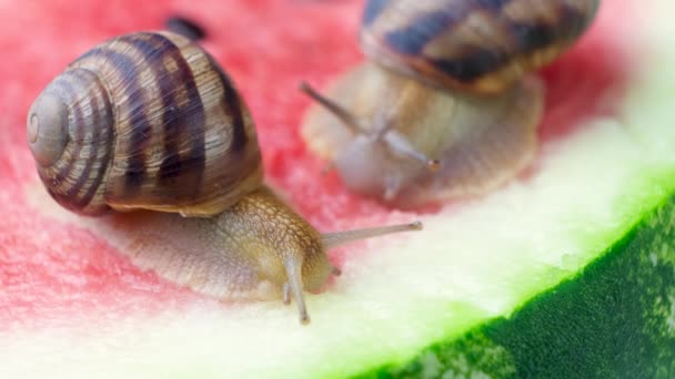 Dos Hermosos Caracoles Pomatia Hélice Comer Sandía — Vídeos de Stock