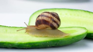 Büyük bir Roma salyangoz salyangozu olan Helix Pomatia bir salatalığa oturur ve onu yer.