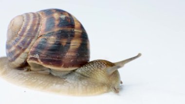 A big garden grape snail Helix pomatia on a white background