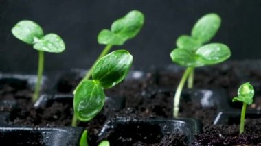Growing cucumbers from seeds. Step 4 - watering the sprouts