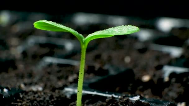 Tender Cucumber Sprout Rain Background Soil Cultivation Vegetables Gardening — Stock Video