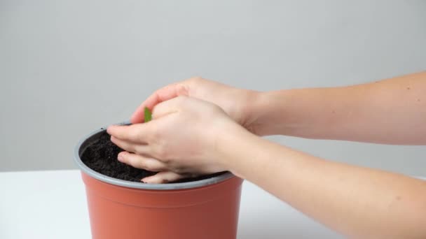 Cultivando Pimentas Sementes Passo Plantação Mudas — Vídeo de Stock