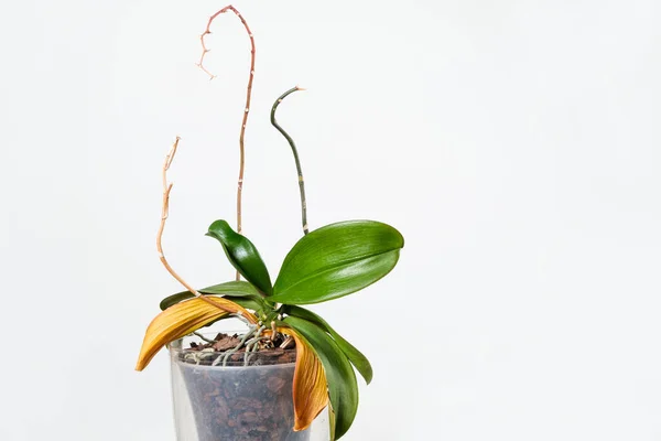 Dried Orchid Roots Yellowed Leaves White Background — 스톡 사진