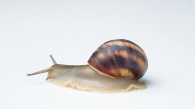 A big garden grape snail Helix pomatia on a white background