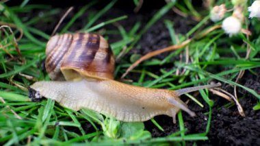 The Roman grape snail crawls on the ground in the grass and wiggles its antennae in nature