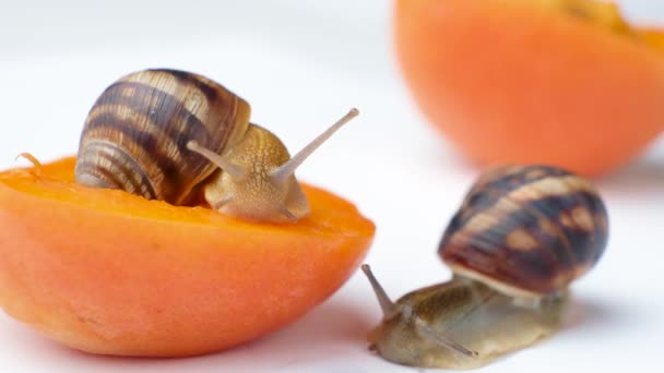 Due Grandi Chiocciole Pomodoro Elicoidale Fette Albicocca Fondo Bianco — Video Stock