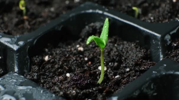 Growing Peppers Seeds Step First Sprout Watering — Stock Video