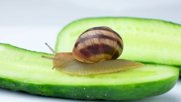 Большая Римская Виноградная Улитка Helix Pomatia Садится Огурец Съедает — стоковое видео