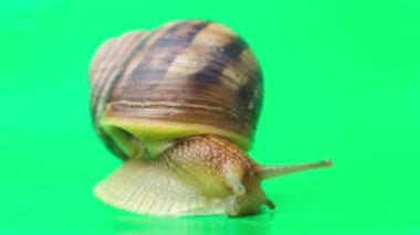 A beautiful grape snail Helix pomatia crawls on a green background and moves its antennae