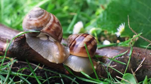 Two Roman Grape Snails Sit Branch Forest Grass Rains — Stock Video