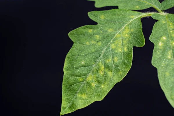 Yellow and white spots on tomato leaves. Plant diseases during the cultivation of vegetables.