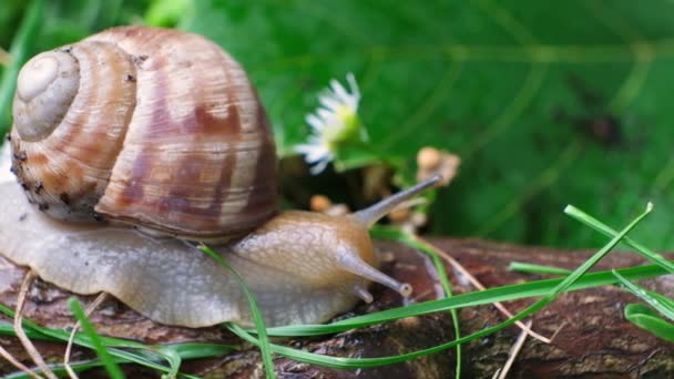 Beautiful Big Snail Crawling Branch Summer Forest Macro Video — Video Stock