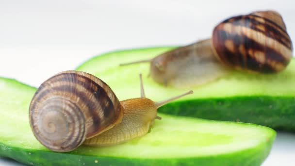 Deux Escargots Pomatia Hélice Mangent Des Concombres Escargots Bourgogne Nourrissant — Video