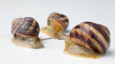 Üç büyük bahçe salyangozu Helix pomatia beyaz arka planda sürünüyor