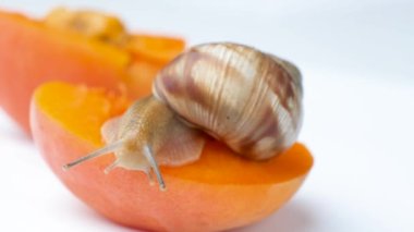 Büyük bir Roma üzüm salyangozu kayısı üzerine oturur ve onu beyaz bir arka planda yer.