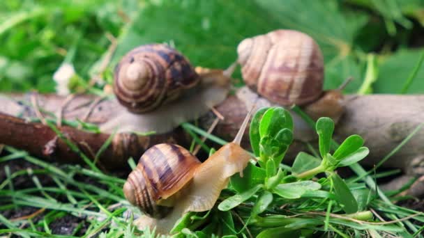 Three Large Helix Pomatia Grape Snails Crawl Grass Summer Forest — ストック動画