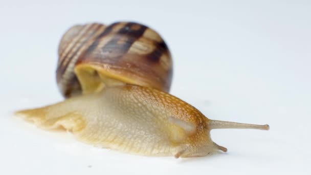 Big Garden Grape Snail Helix Pomatia White Background — Video