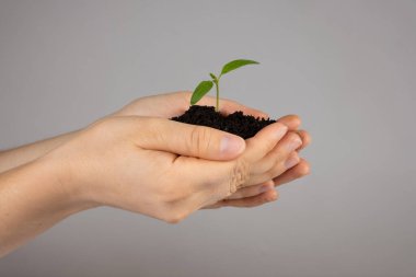 Tohumlardan biber yetiştirmek. Altıncı adım - Büyük bir tencereye yerleştirme.