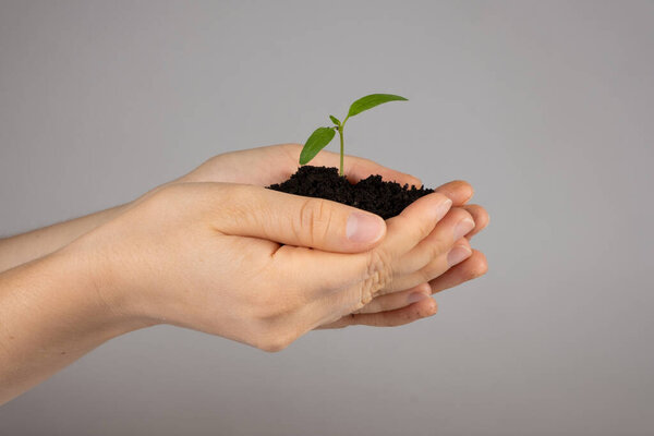 Выращивание перца из семян. Шаг 6 - Посадка в большой горшок.