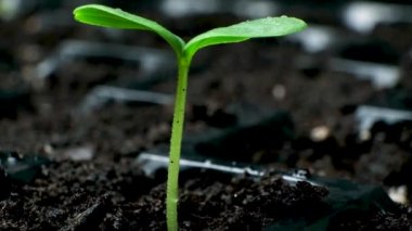 Growing cucumbers from seeds. Step 4 - First Sprout.
