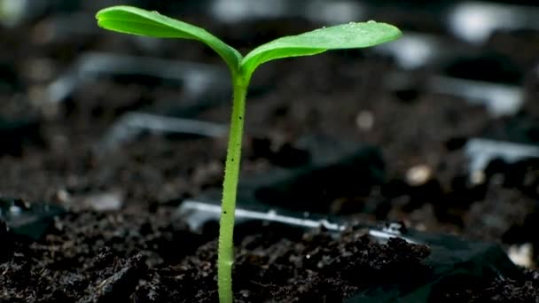 Growing Cucumbers Seeds Step First Sprout — Stockvideo