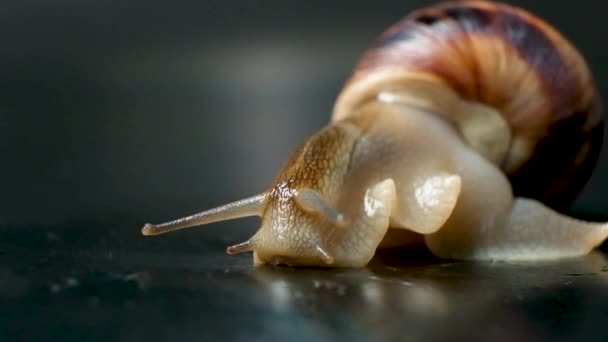 大きな庭のブドウのカタツムリ黒の背景にHelix Pomatia — ストック動画