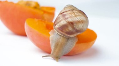 Helix pomatia salyangozu kayısı dilimlerinin üzerinde bembeyaz bir zemin üzerinde yavaşça sürünür..